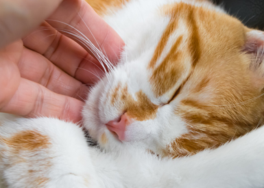 猫カフェの定義