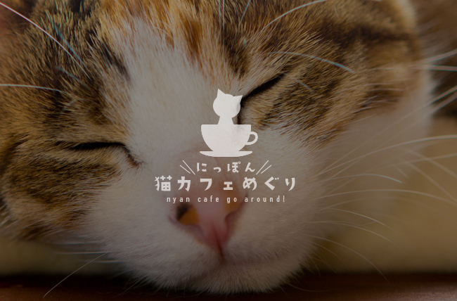 保護猫カフェ・カーロ