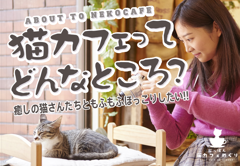 猫カフェってどんなところ?癒しの猫さんたちと、もふもふほっこりしたい!!