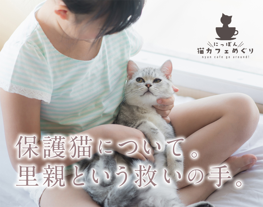 保護猫について。里親という救いの手。