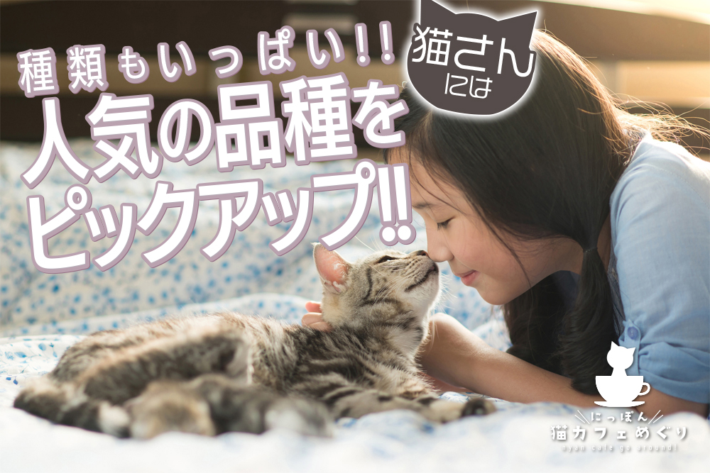 猫さんには種類もいっぱい!!人気の品種をピックアップ!!