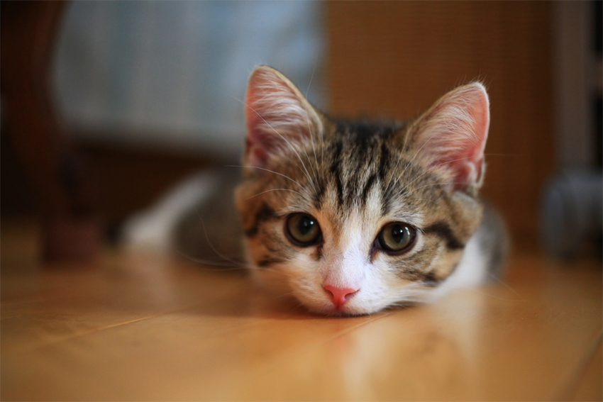 全国の猫カフェ応援サイト にっぽん猫カフェめぐりです!!